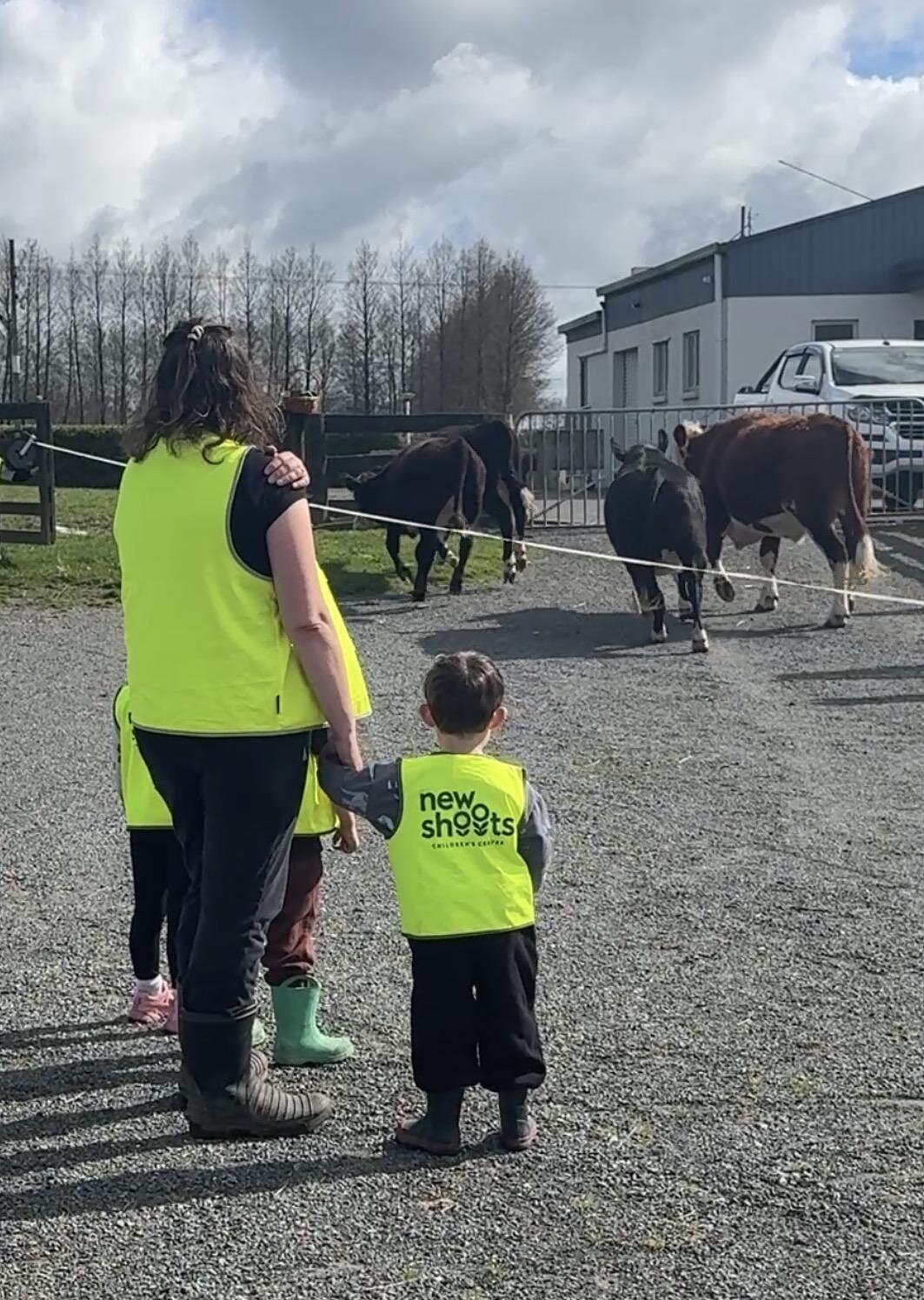 Cattle Herd Relocated And Children Visit