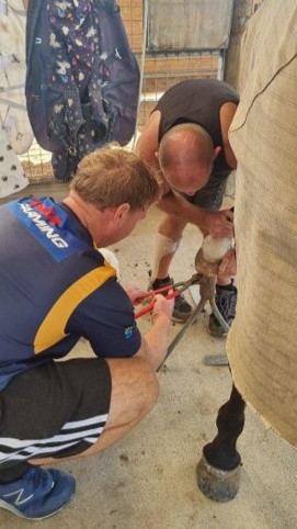 Daily Care For Rescued Horses