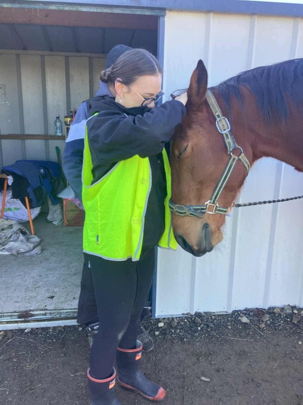 Warm Equine Interaction Experience Day