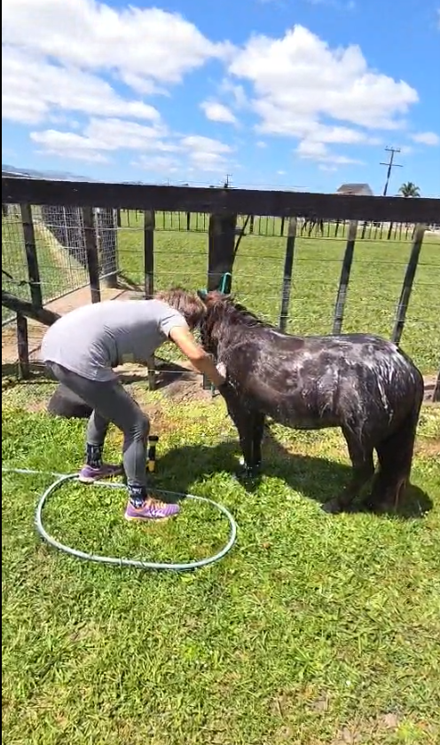 Bathing and Grooming Care for Rescued Ponies