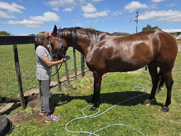 Bathing and Grooming Care for Rescued Ponies
