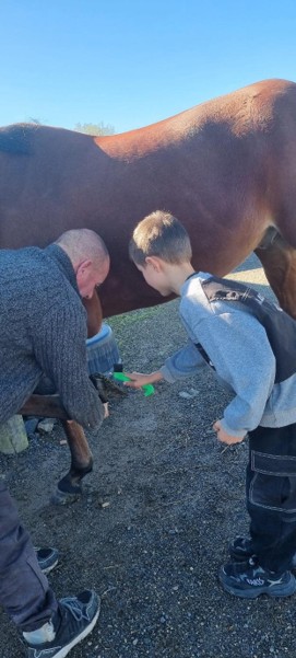 Parent-Child Horse Care Activity & Interaction With Robbie